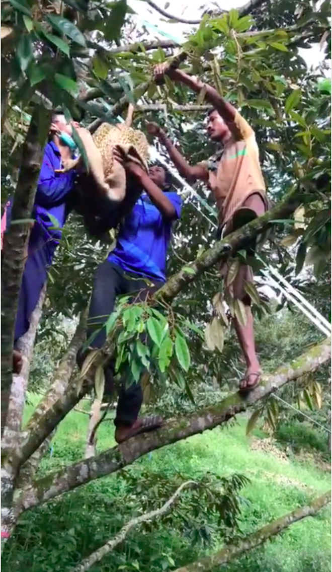 Quả sầu riêng nặng tận 23kg cần 4 người mới hái được, bổ ra lại càng giật mình với hình ảnh bên trong - Ảnh 3