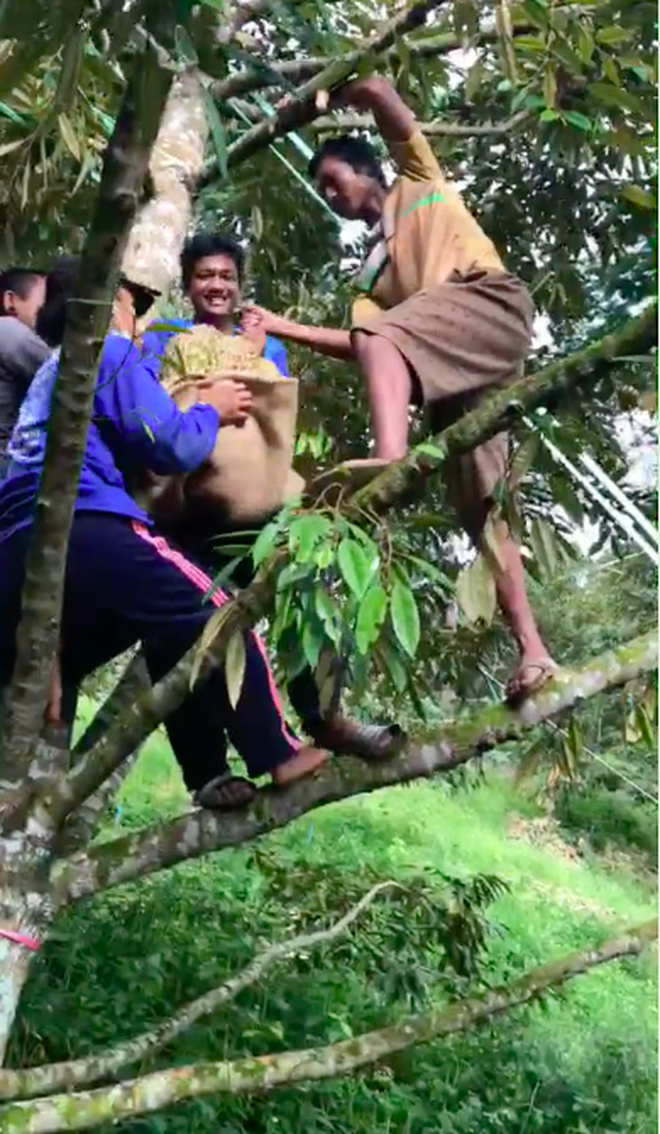 Quả sầu riêng nặng tận 23kg cần 4 người mới hái được, bổ ra lại càng giật mình với hình ảnh bên trong - Ảnh 4