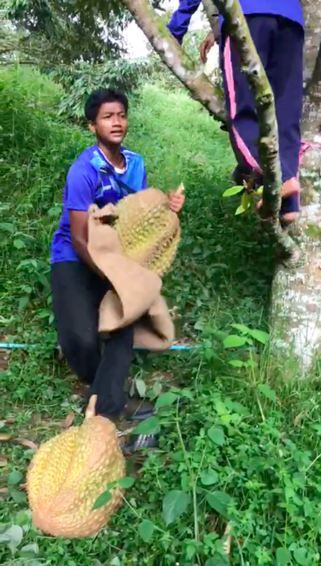 Quả sầu riêng nặng tận 23kg cần 4 người mới hái được, bổ ra lại càng giật mình với hình ảnh bên trong - Ảnh 5