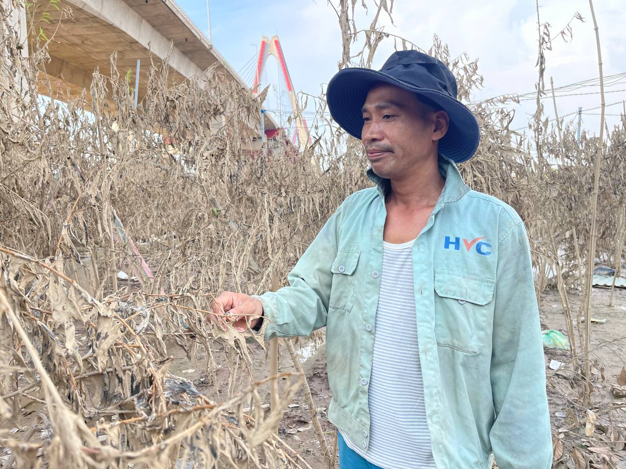 Hà Nội: Xót xa hàng chục ngàn gốc đào Nhật Tân, Phú Thượng bị "xóa sổ" sau trận lũ, người dân lâm vào cảnh trắng tay - Ảnh 9