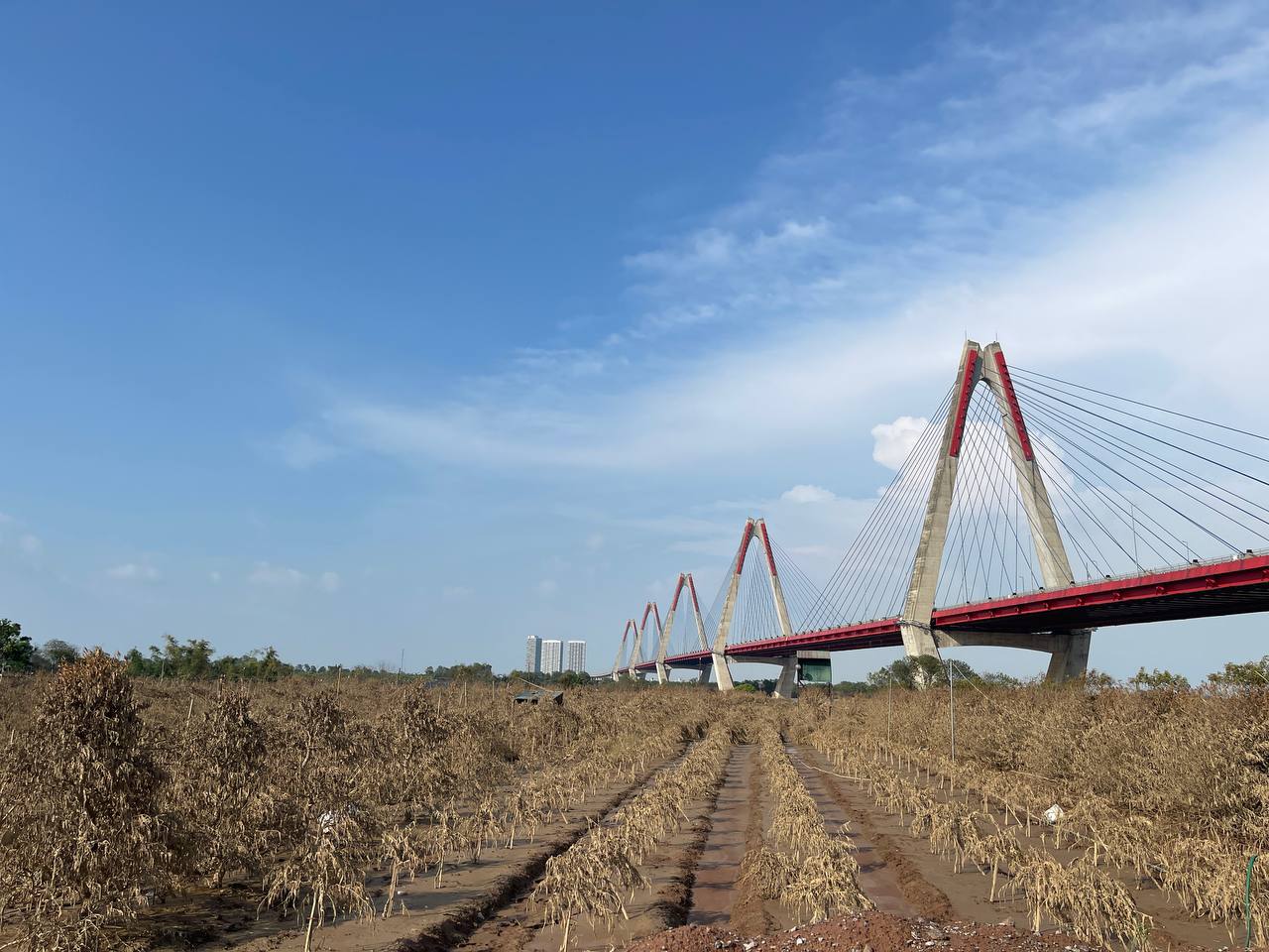 Hà Nội: Xót xa hàng chục ngàn gốc đào Nhật Tân, Phú Thượng bị "xóa sổ" sau trận lũ, người dân lâm vào cảnh trắng tay - Ảnh 3