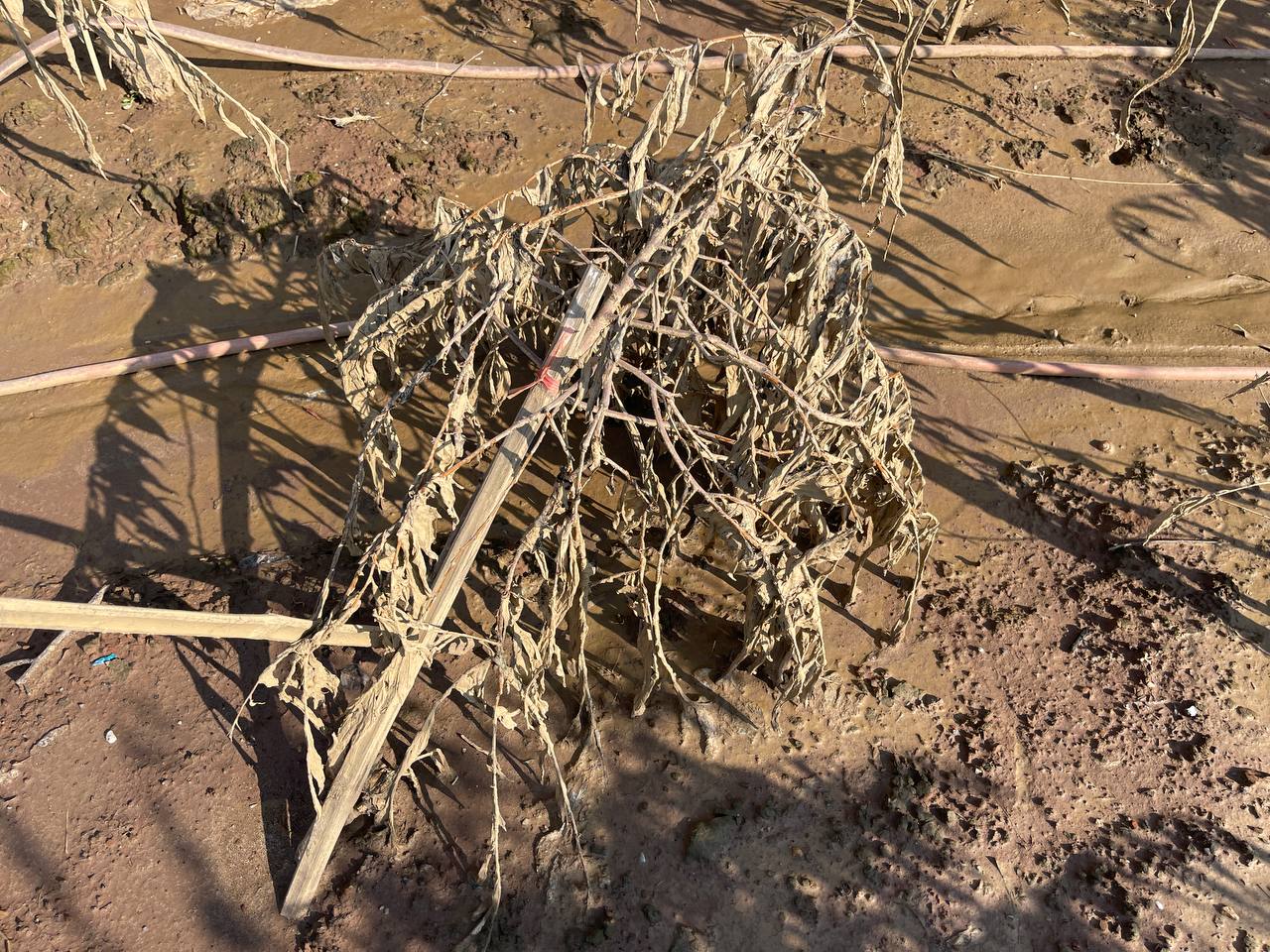 Hà Nội: Xót xa hàng chục ngàn gốc đào Nhật Tân, Phú Thượng bị "xóa sổ" sau trận lũ, người dân lâm vào cảnh trắng tay - Ảnh 7