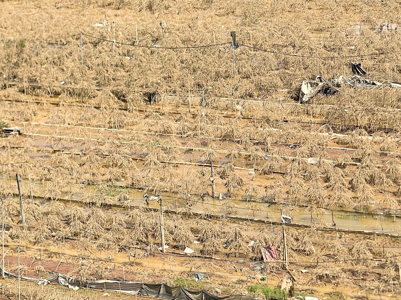 Hà Nội: Xót xa hàng chục ngàn gốc đào Nhật Tân, Phú Thượng bị "xóa sổ" sau trận lũ, người dân lâm vào cảnh trắng tay - Ảnh 4