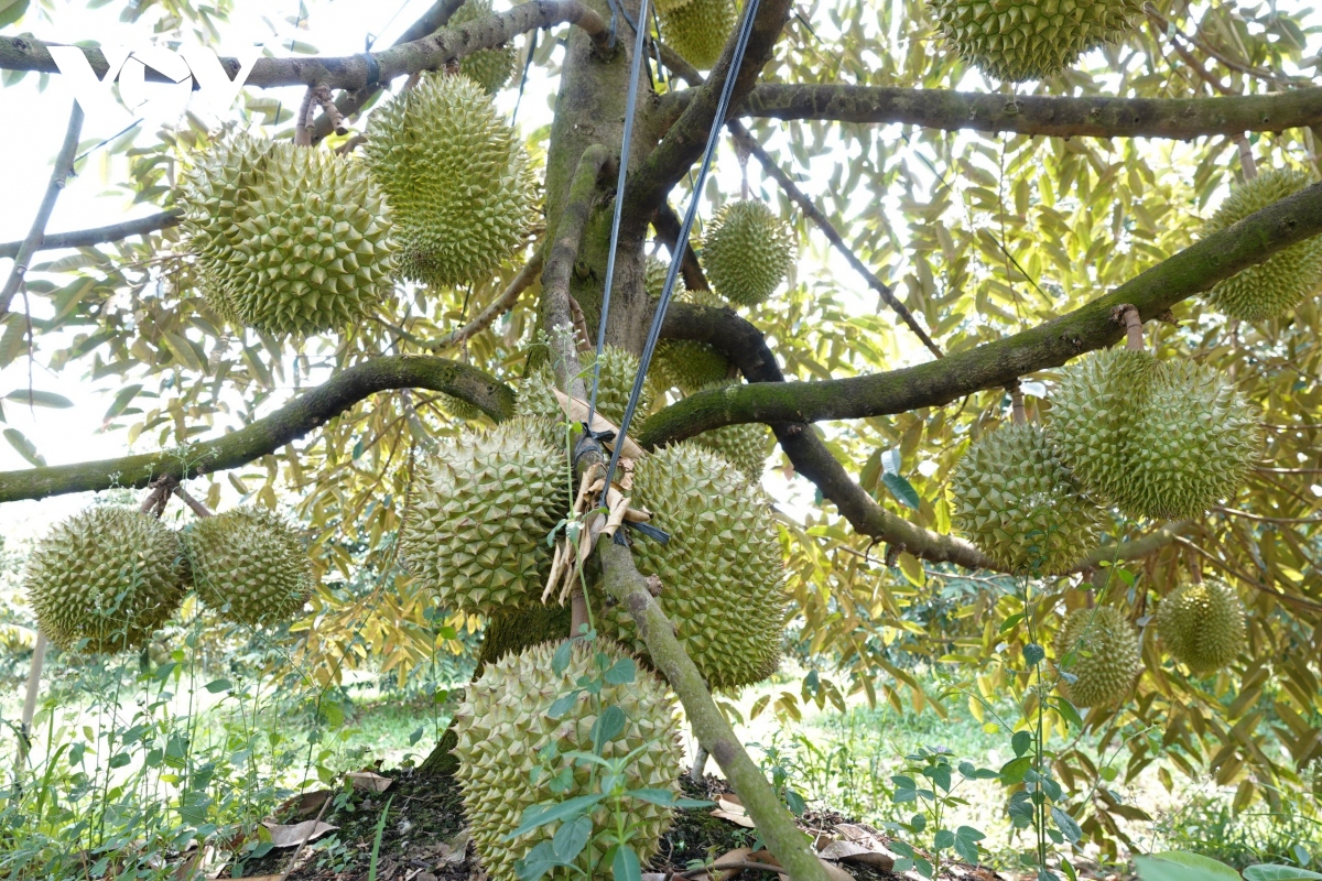 Cần Thơ có 199 mã số vùng trồng để phục vụ xuất khẩu - Ảnh 2