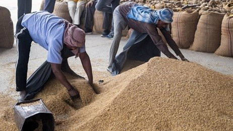 Ấn Độ gỡ bỏ quy định áp giá sàn gạo basmati xuất khẩu, giá gạo châu Á thấp nhất 8 tháng - Ảnh 1