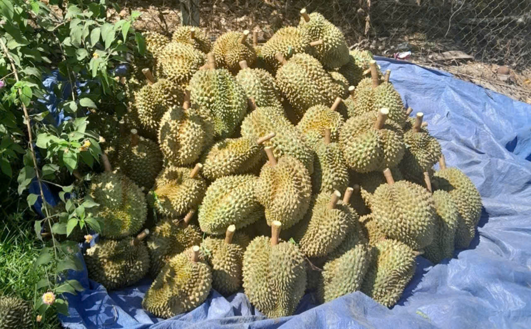 Ông nông dân trồng cây ra quả ngon "quý như vàng", nhẹ nhàng kiếm hơn 1 tỷ đồng/năm - Ảnh 2