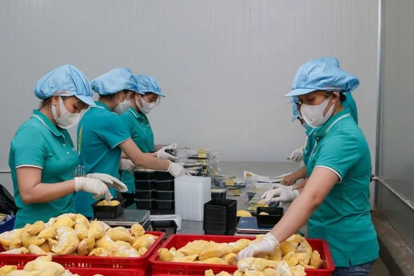 Xuất khẩu rau quả Việt tăng mạnh, có loại sắp vào ‘câu lạc bộ’ tỷ USD - Ảnh 1