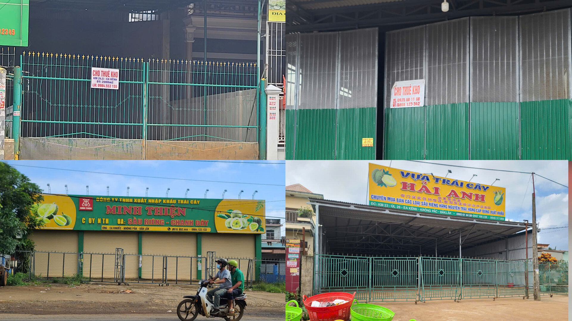 Mưa nắng thất thường, người trồng sầu riêng rớt nước mắt - Ảnh 6