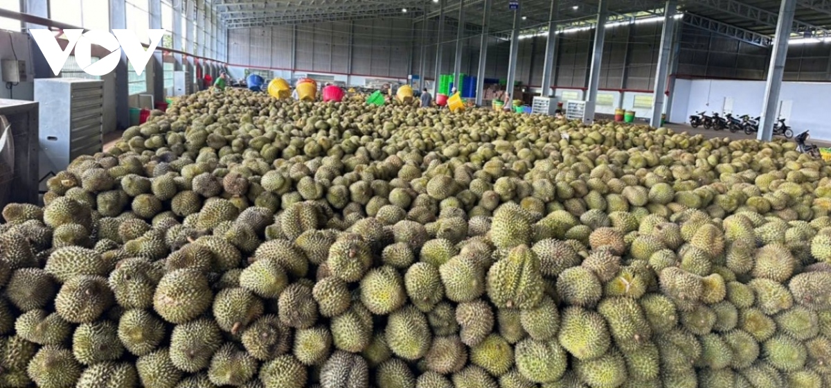 Doanh nghiệp tích cực chuẩn bị cho xuất khẩu sầu riêng đông lạnh - Ảnh 2