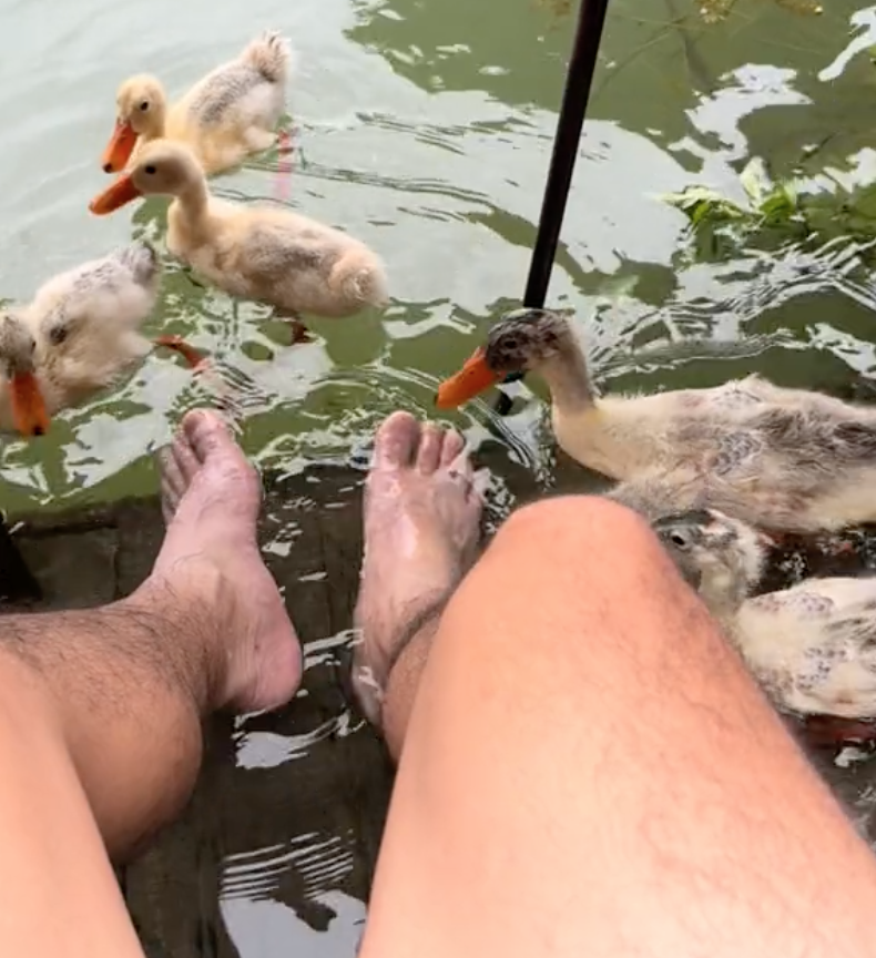 Du khách Tây thích thú với mô hình cà phê kiểu đồng quê Việt Nam, nhìn các "nhân viên đặc biệt" lại càng mê hơn - Ảnh 5