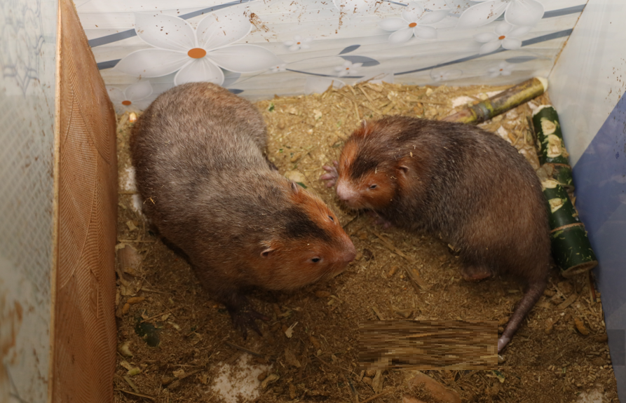 Nuôi con đặc sản "hiền như đất", chị nông dân lãi hàng tỷ đồng/năm - Ảnh 2