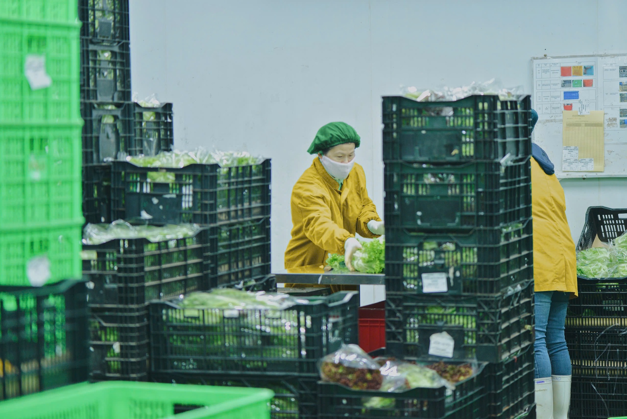 Người tiêu dùng ở Hà Nội ngóng ngày hết "giật mình" vì giá rau xanh - Ảnh 2