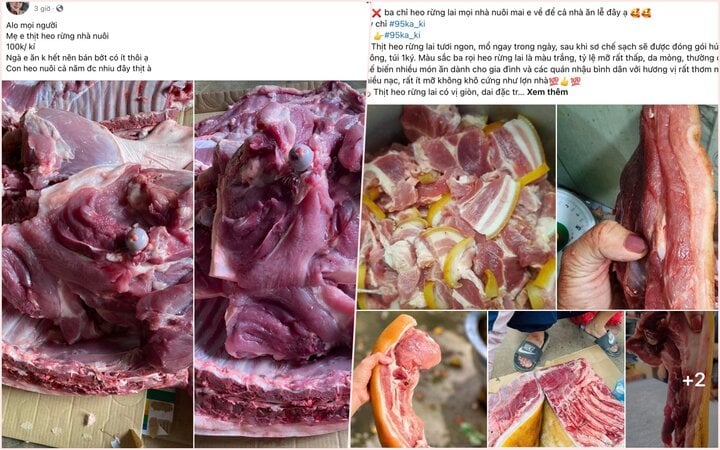 Bất ngờ 'món ăn nhà giàu' thịt heo rừng giá chưa đến 100.000 đồng/kg - Ảnh 1