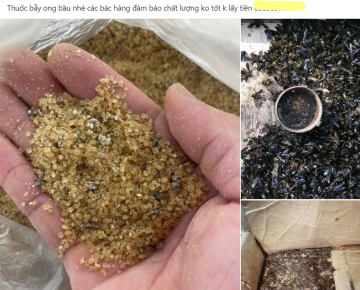 Thương lái thu mua ong bầu với giá lên đến 4 triệu đồng/kg - Ảnh 2