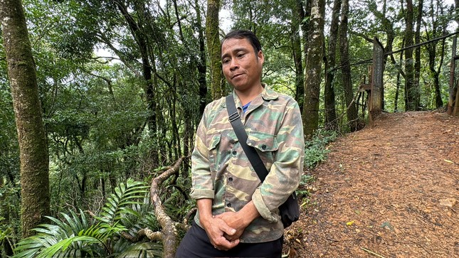 Chủ vườn bàng hoàng khi bị trộm 300 gốc sâm Ngọc Linh trong đêm - Ảnh 1