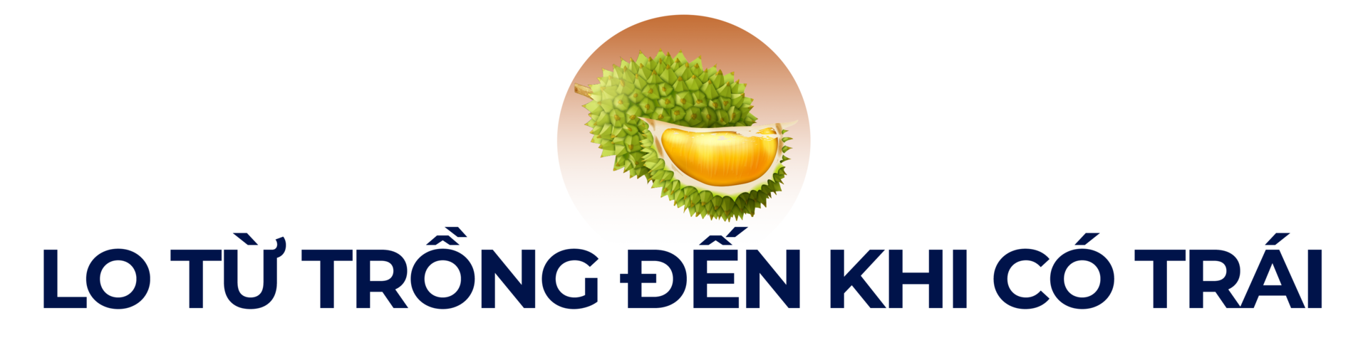 Mưa nắng thất thường, người trồng sầu riêng rớt nước mắt - Ảnh 3