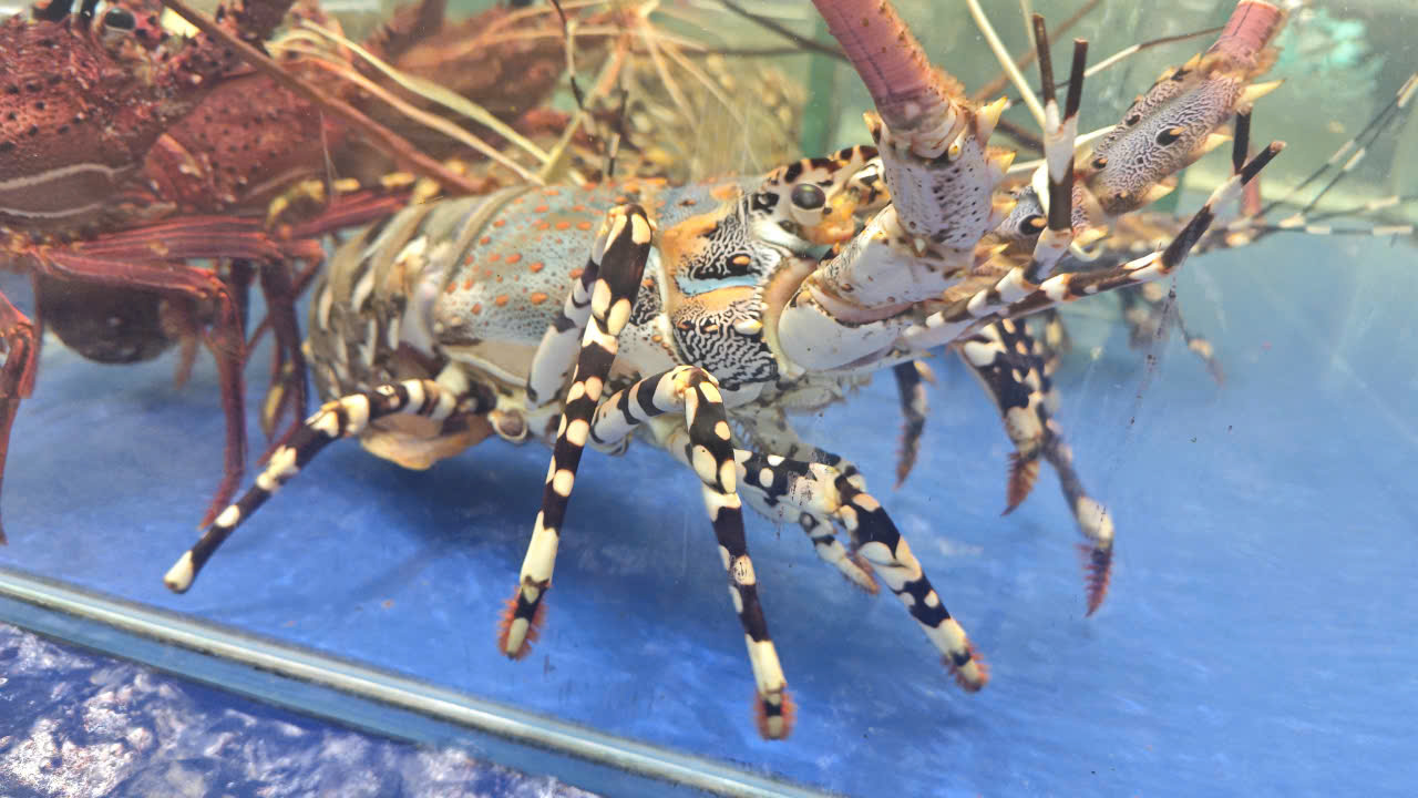 Diễn biến lạ trên thị trường hải sản những ngày nghỉ lễ 2-9 - Ảnh 2