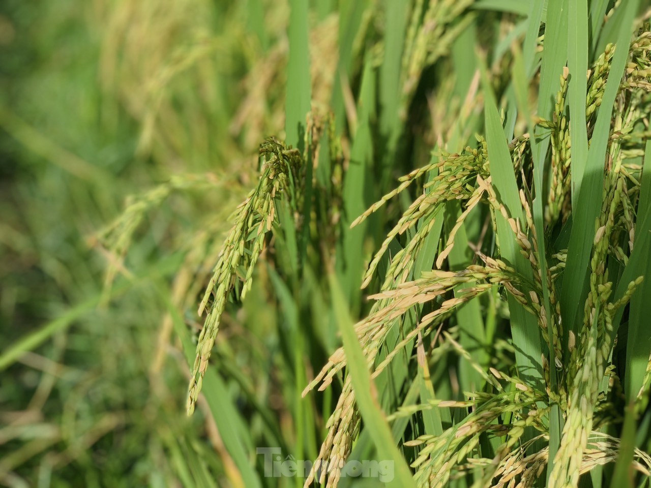 Lo ngại cơn bão số 3, nông dân hối hả gặt dù lúa chín chưa tới - Ảnh 4