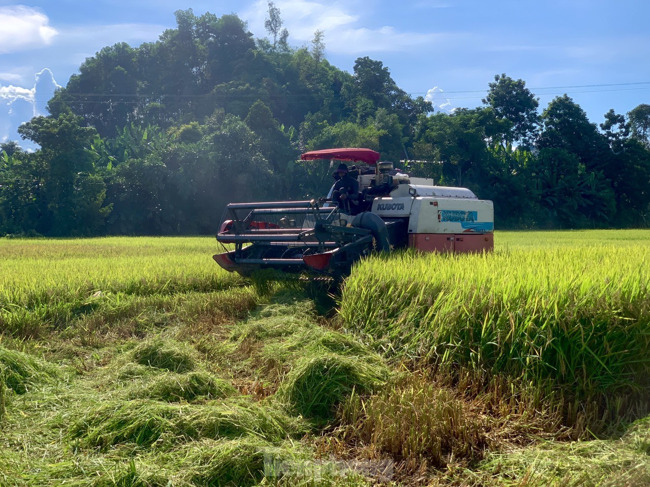 Lo ngại cơn bão số 3, nông dân hối hả gặt dù lúa chín chưa tới - Ảnh 7