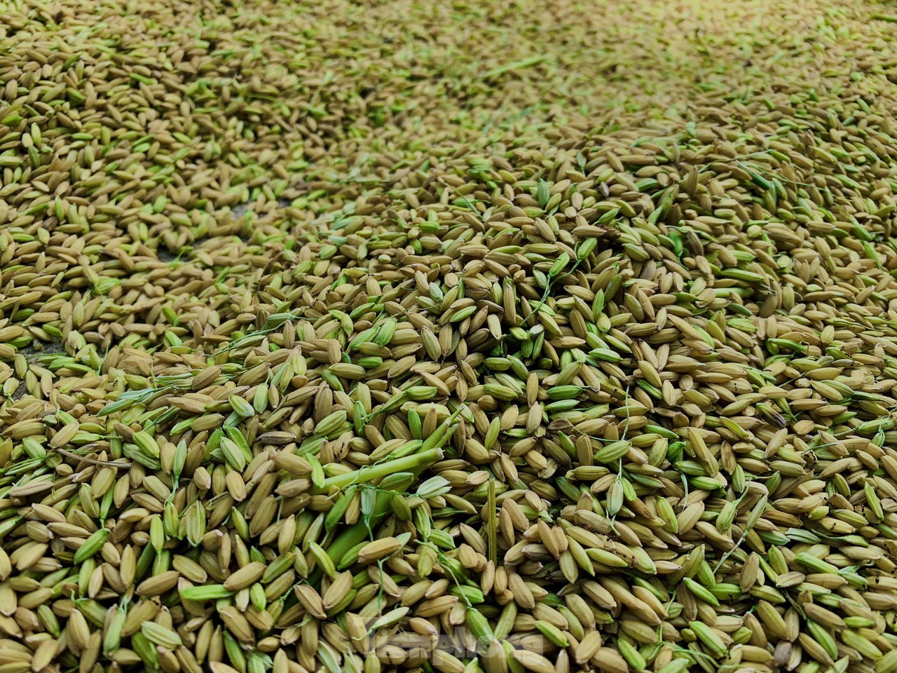 Lo ngại cơn bão số 3, nông dân hối hả gặt dù lúa chín chưa tới - Ảnh 11