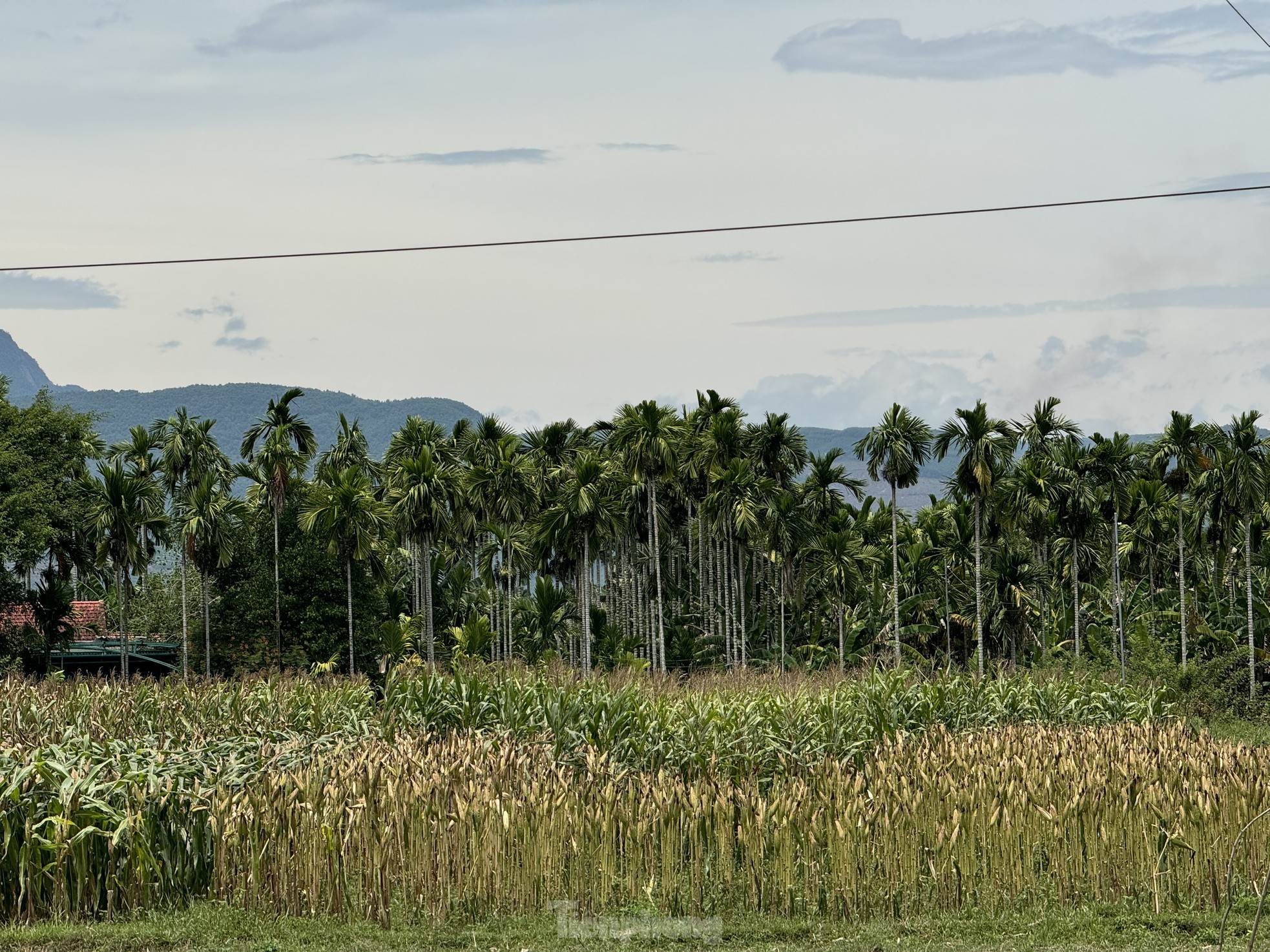 Giá cau tươi tăng mạnh, vì sao nông dân 'đứng ngồi không yên'? - Ảnh 1