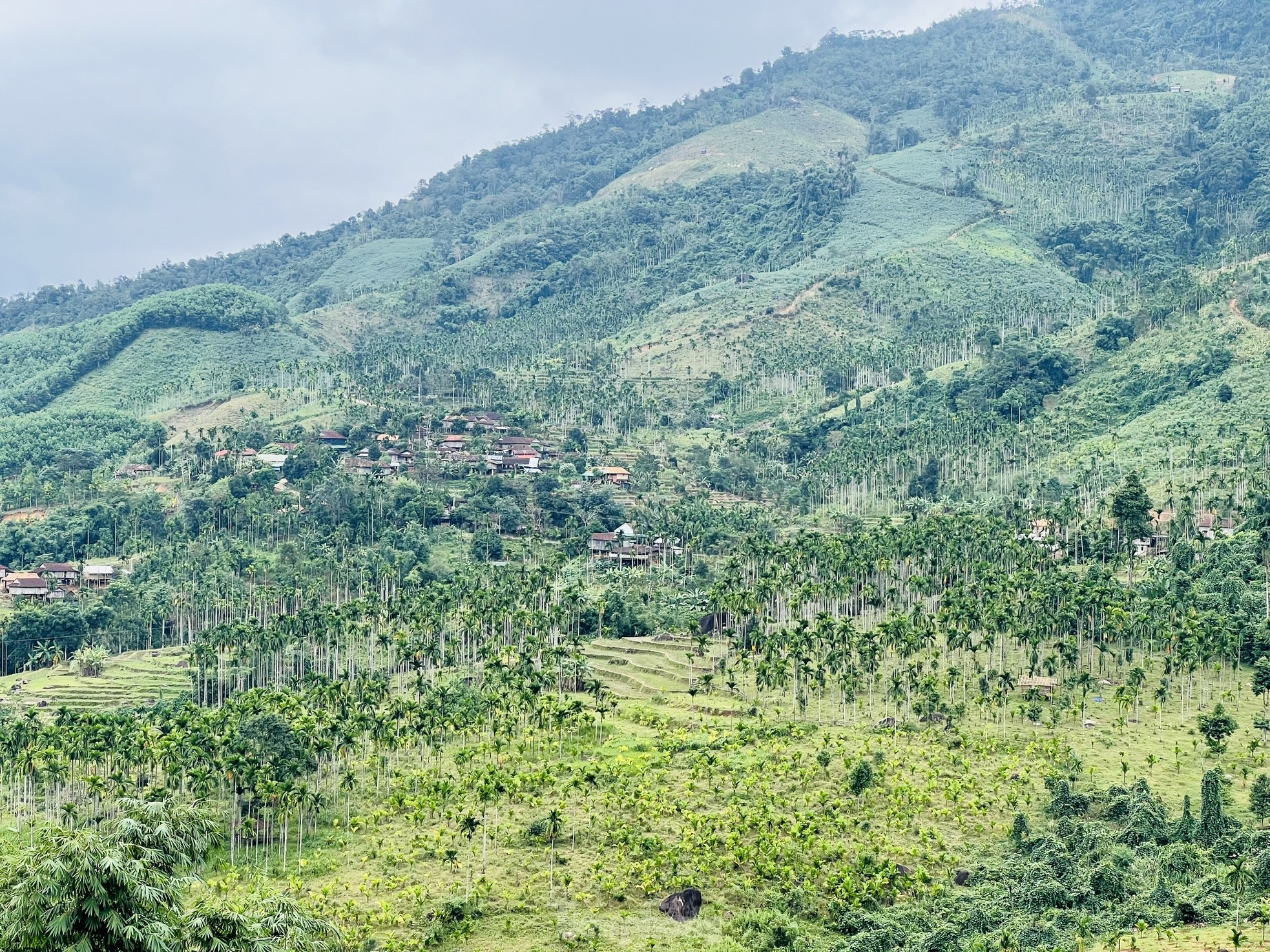 Giá cau tươi tăng mạnh, vì sao nông dân 'đứng ngồi không yên'? - Ảnh 17