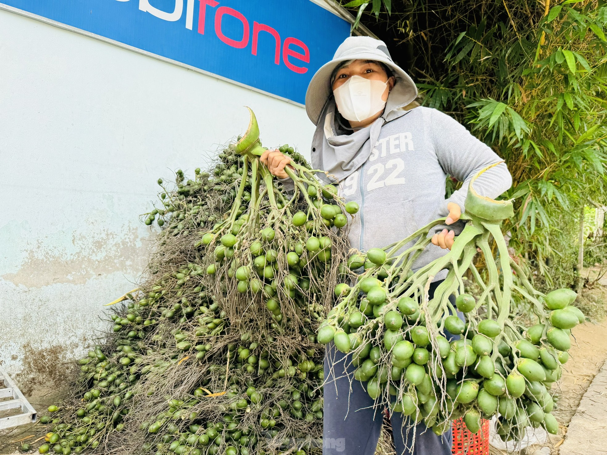 Giá cau tươi tăng mạnh, vì sao nông dân 'đứng ngồi không yên'? - Ảnh 6