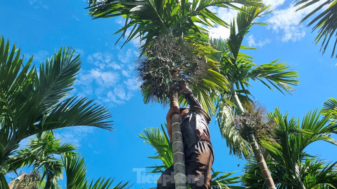 Giá cau tươi tăng mạnh, vì sao nông dân 'đứng ngồi không yên'? - Ảnh 3