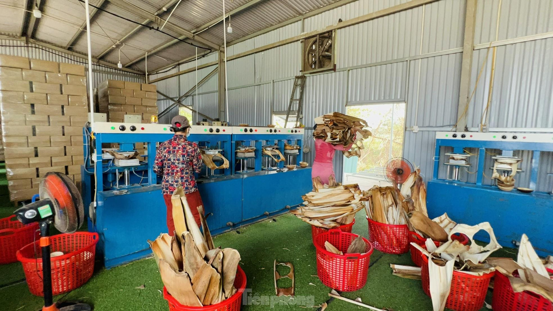 Bán chén đĩa từ mo cau: Thu nhập hàng trăm triệu mỗi tháng - Ảnh 4