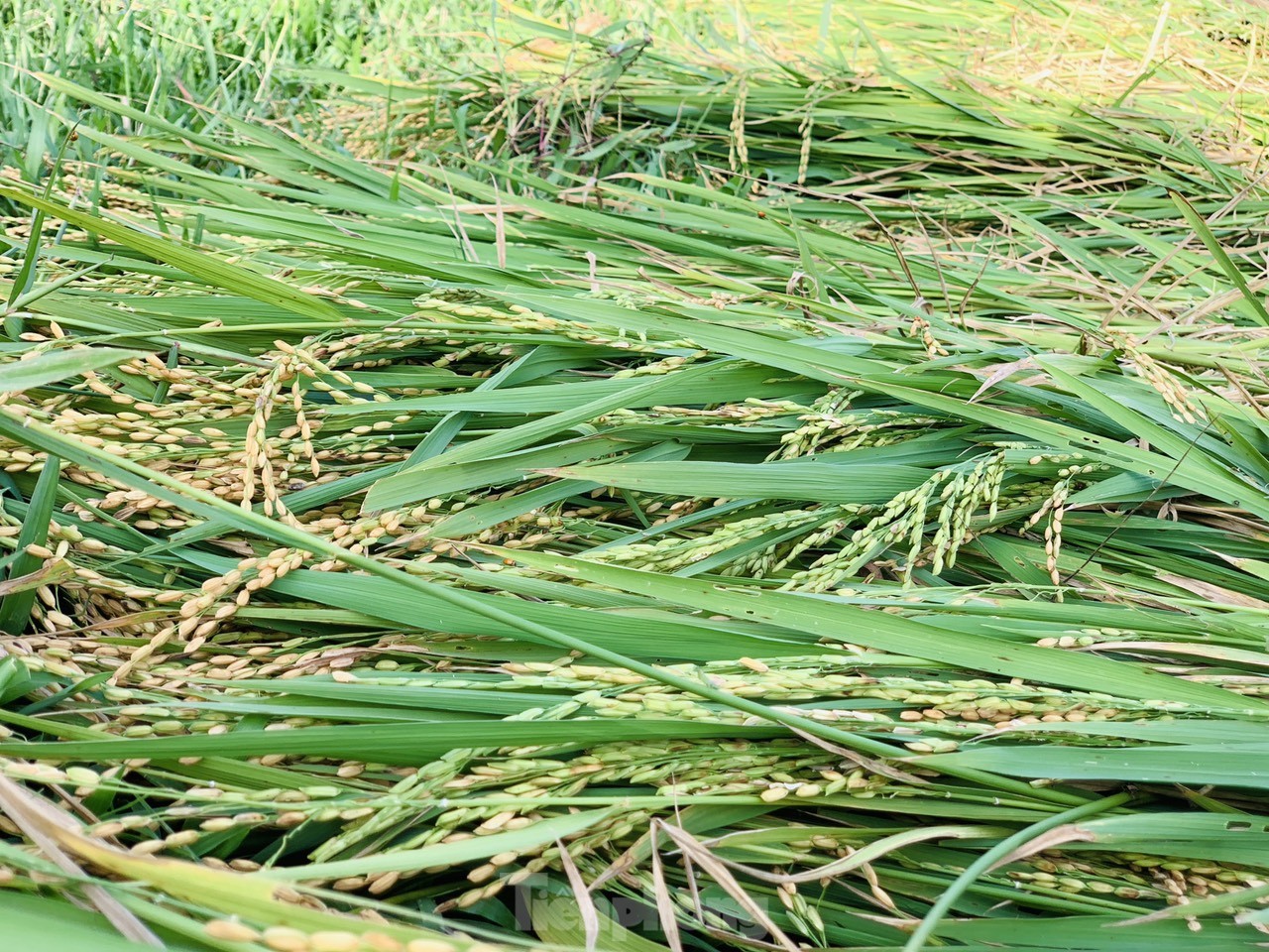 Lo ngại cơn bão số 3, nông dân hối hả gặt dù lúa chín chưa tới - Ảnh 3