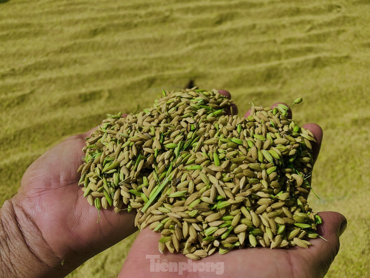 Lo ngại cơn bão số 3, nông dân hối hả gặt dù lúa chín chưa tới - Ảnh 12