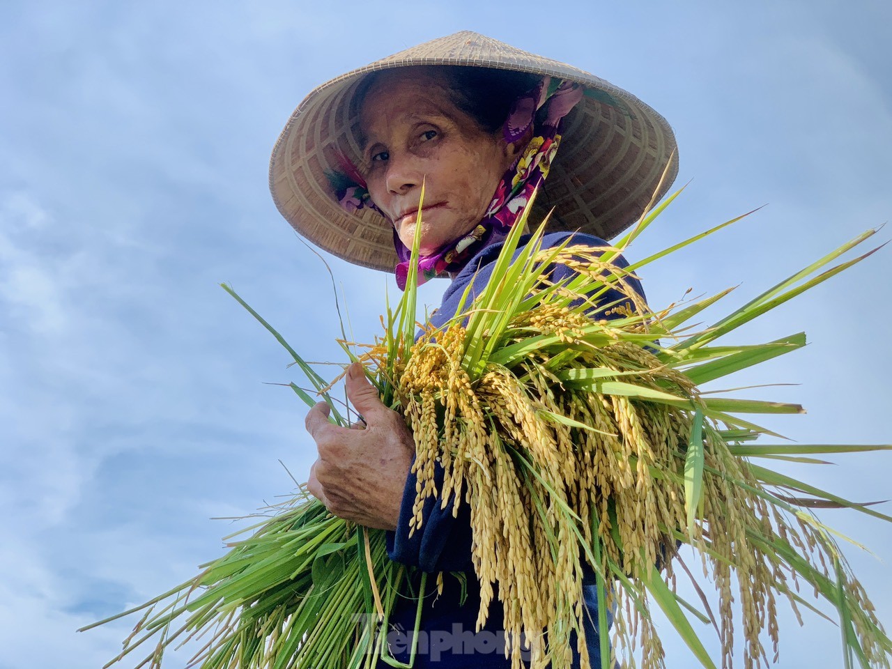 Lo ngại cơn bão số 3, nông dân hối hả gặt dù lúa chín chưa tới - Ảnh 5