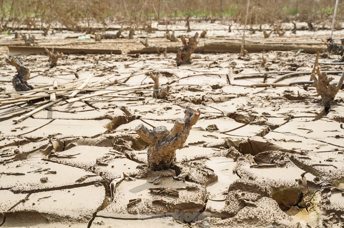 Người dân khóc nghẹn khi đốt từng gốc cây, nỗ lực 'hồi sinh' làng đào Nhật Tân sau bão lũ - Ảnh 6