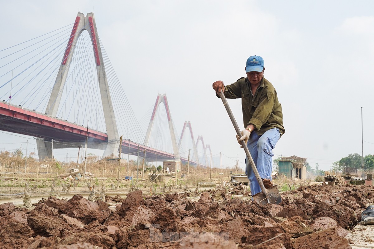 Người dân khóc nghẹn khi đốt từng gốc cây, nỗ lực 'hồi sinh' làng đào Nhật Tân sau bão lũ - Ảnh 13