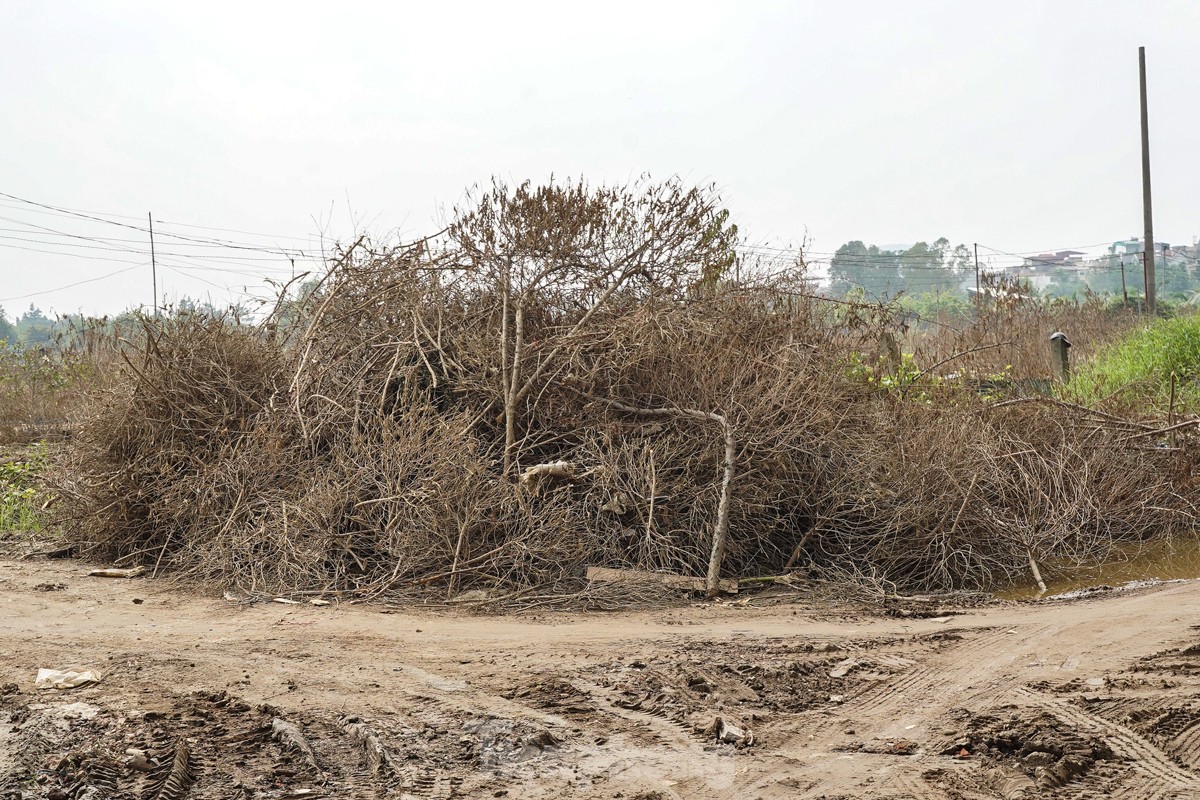 Người dân khóc nghẹn khi đốt từng gốc cây, nỗ lực 'hồi sinh' làng đào Nhật Tân sau bão lũ - Ảnh 11