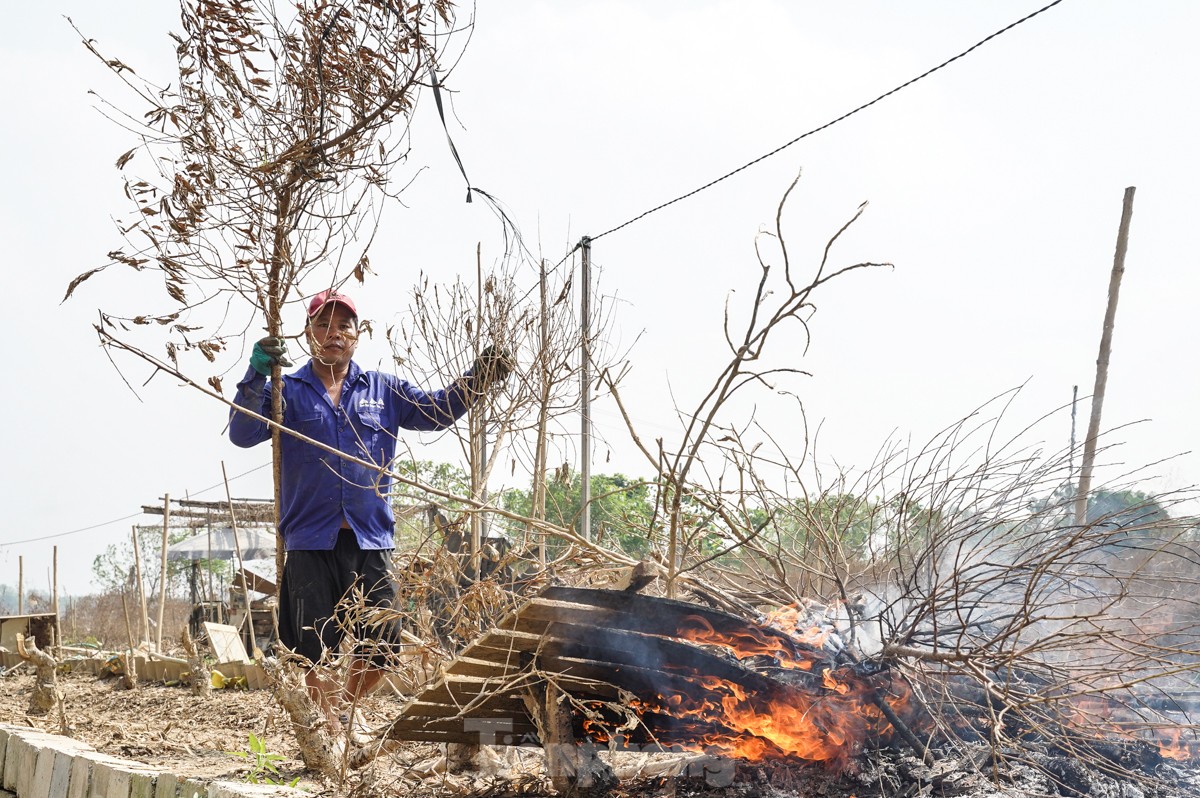 Người dân khóc nghẹn khi đốt từng gốc cây, nỗ lực 'hồi sinh' làng đào Nhật Tân sau bão lũ - Ảnh 4