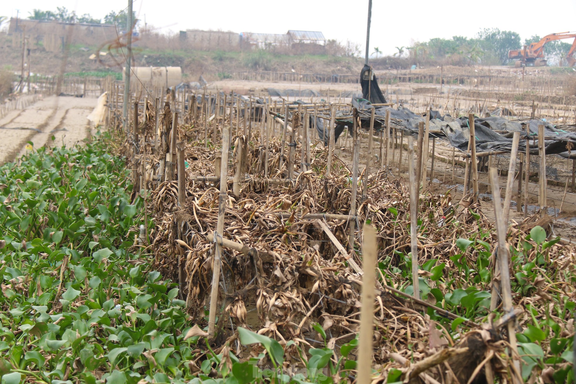 Hà Nội mất mùa cúc họa mi - Ảnh 5