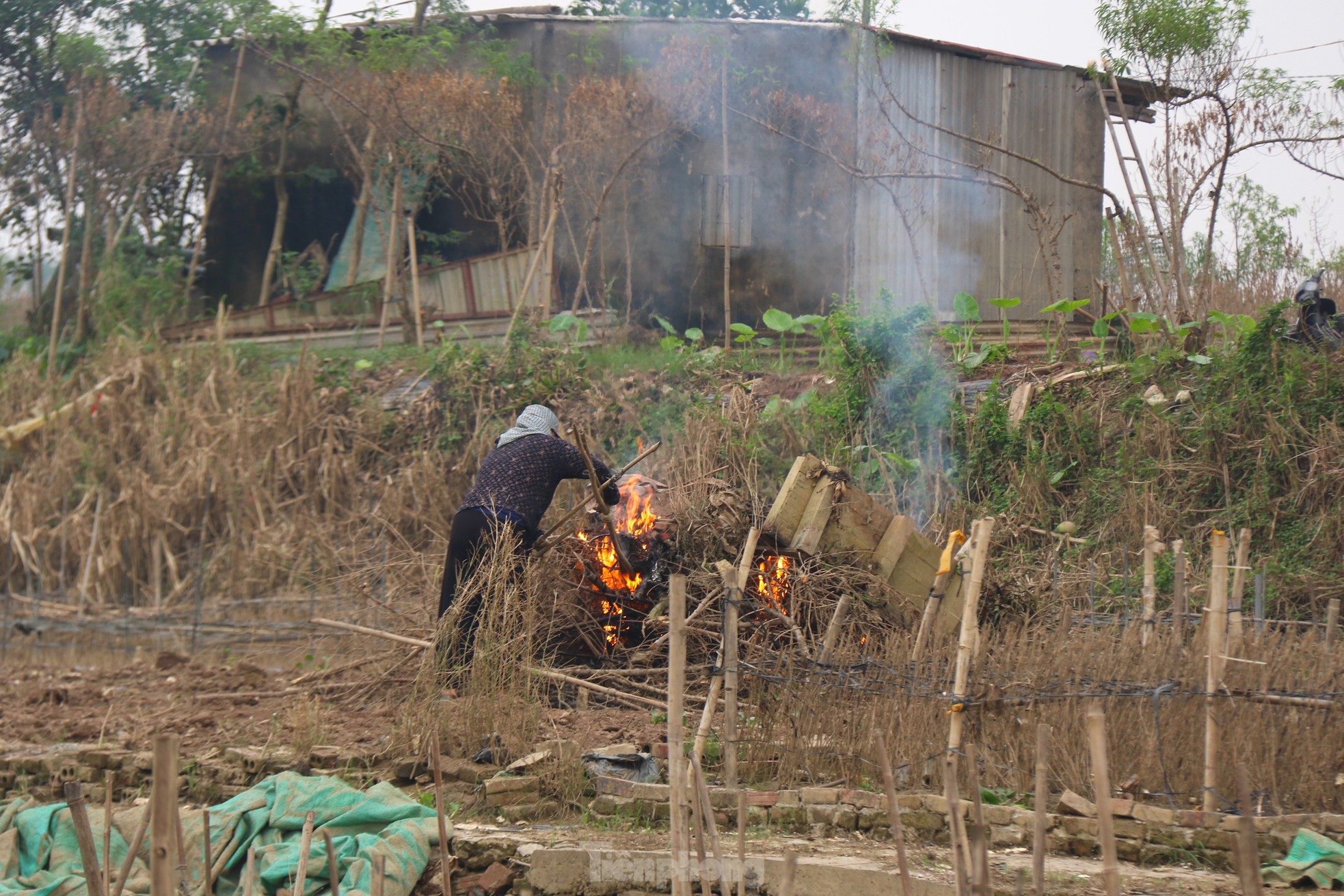 Hà Nội mất mùa cúc họa mi - Ảnh 6