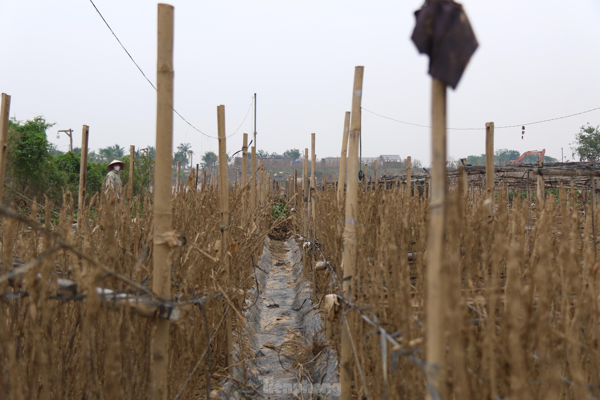 Hà Nội mất mùa cúc họa mi - Ảnh 7