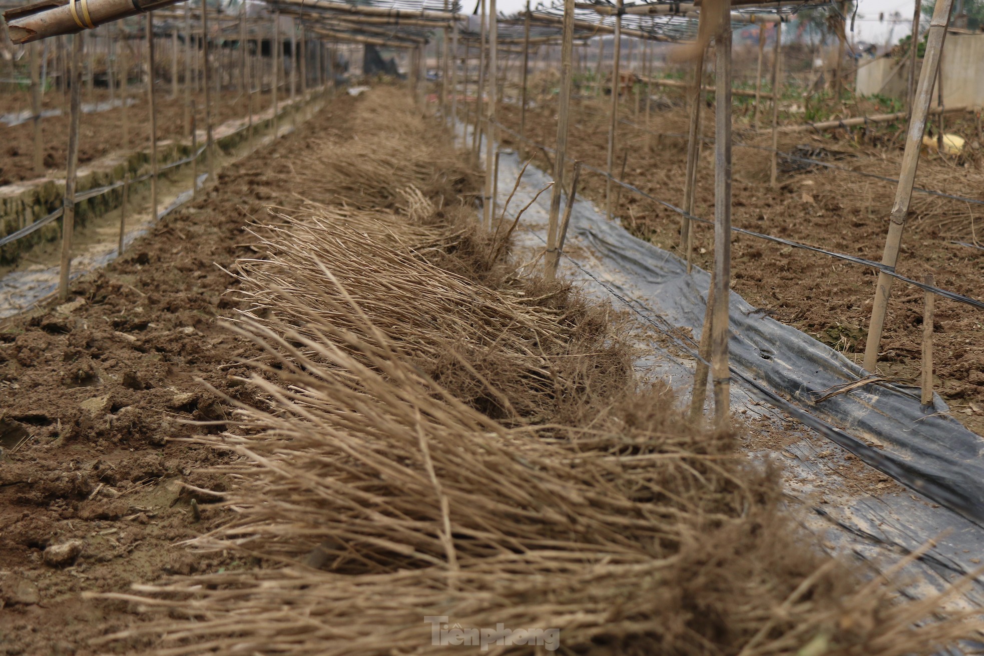 Hà Nội mất mùa cúc họa mi - Ảnh 3