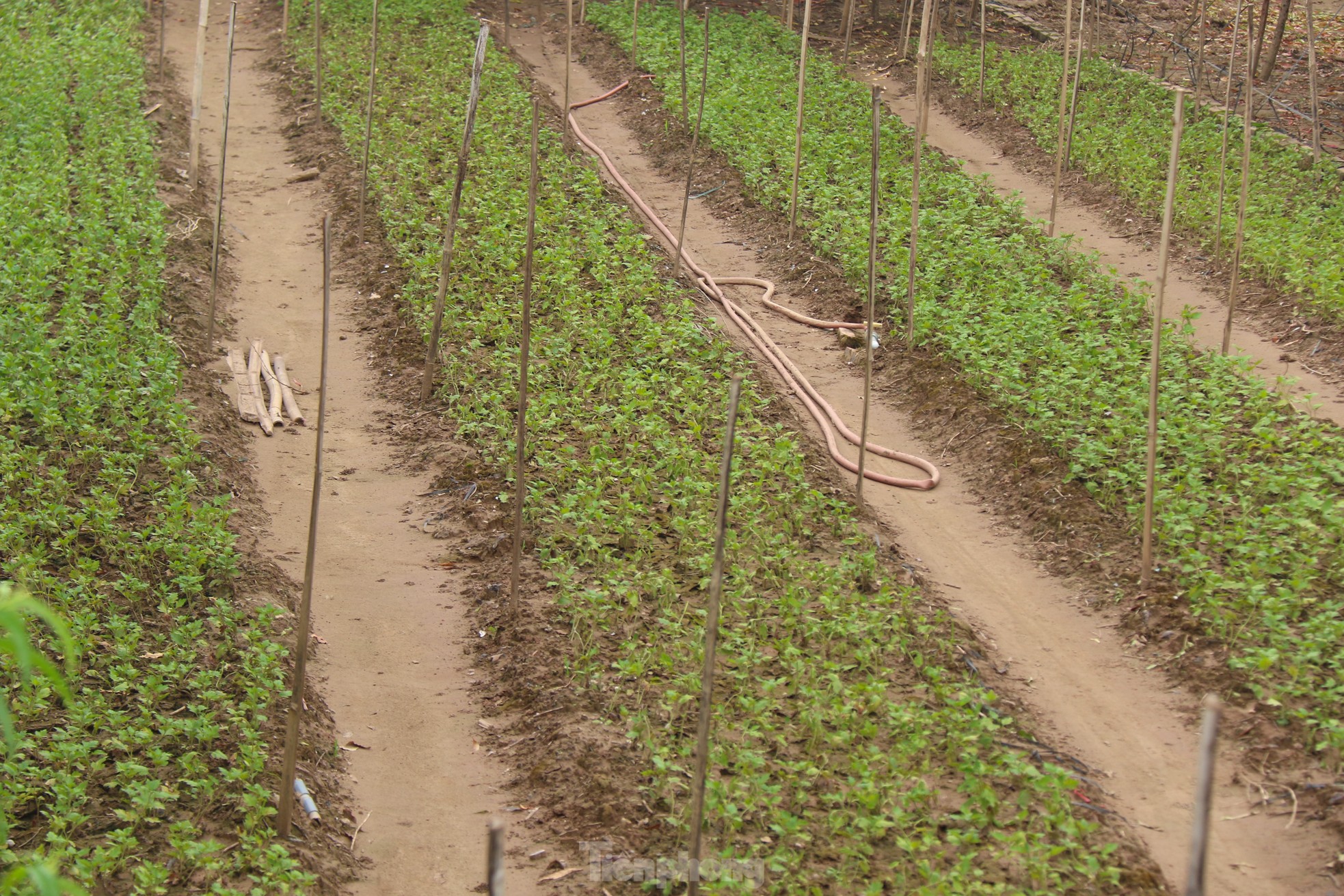 Hà Nội mất mùa cúc họa mi - Ảnh 11