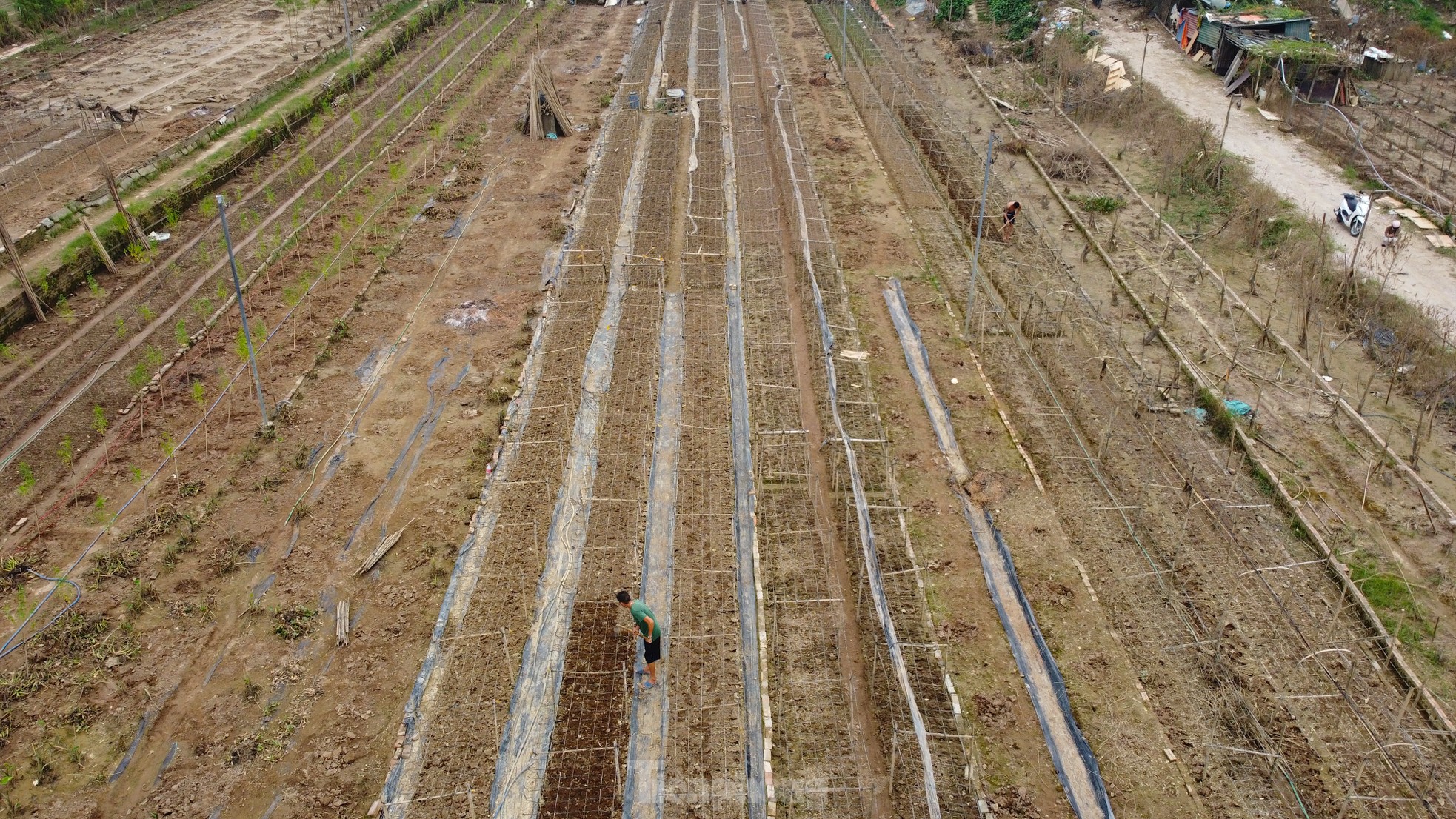 Hà Nội mất mùa cúc họa mi - Ảnh 10