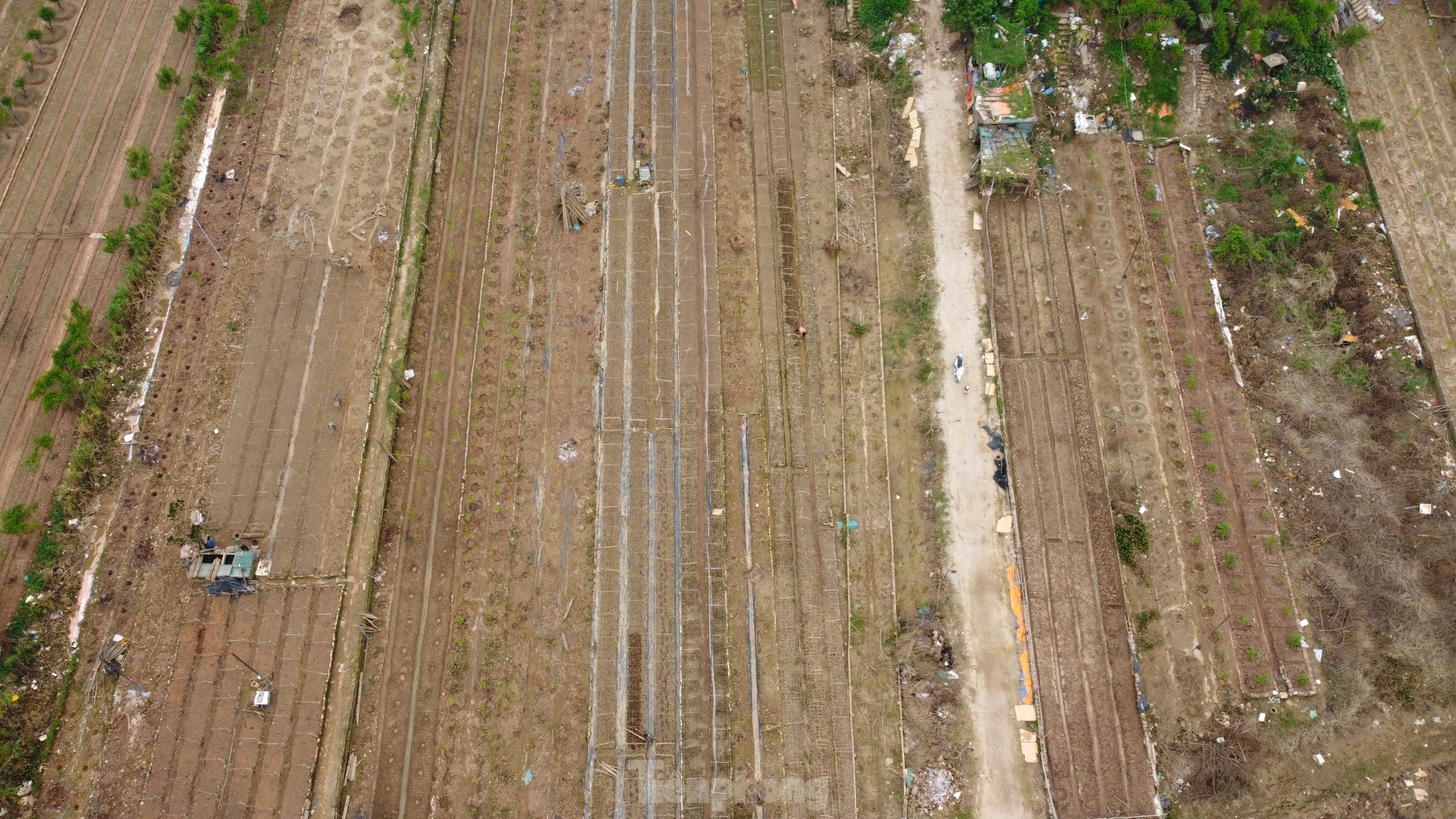 Hà Nội mất mùa cúc họa mi - Ảnh 1