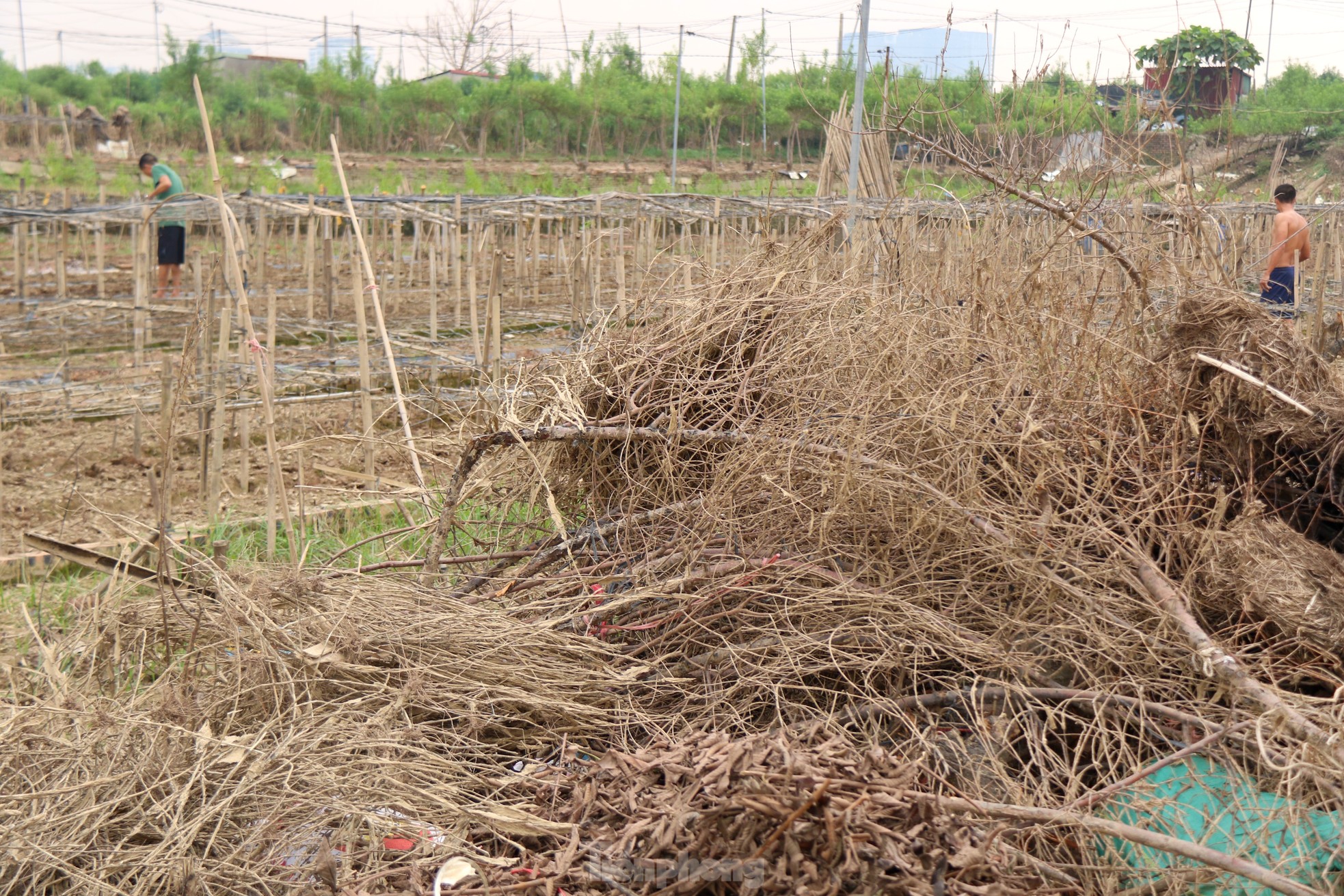 Hà Nội mất mùa cúc họa mi - Ảnh 2