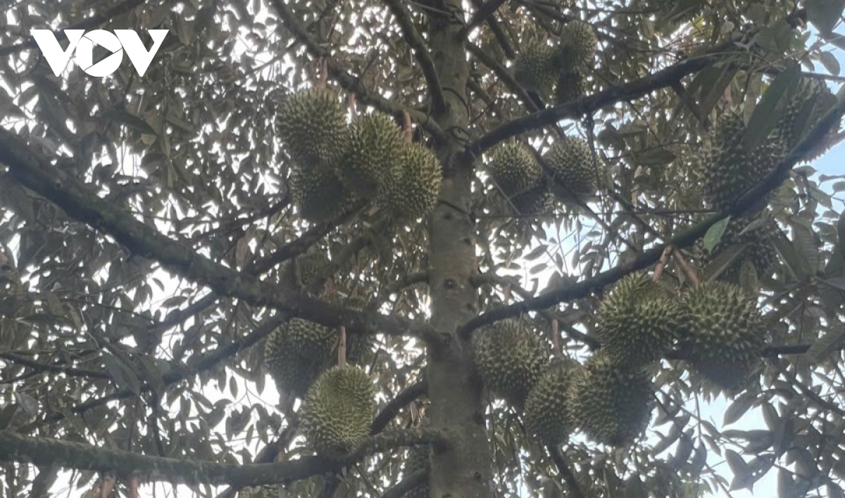 Doanh nghiệp tích cực chuẩn bị cho xuất khẩu sầu riêng đông lạnh - Ảnh 3