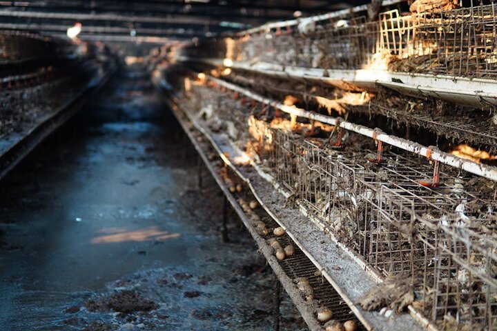 Trang trại gà chục tỷ hoang tàn sau bão lũ, lão nông khốn đốn lo tiền khắc phục - Ảnh 2