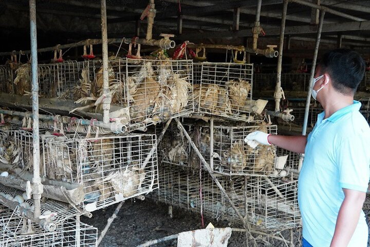 Trang trại gà chục tỷ hoang tàn sau bão lũ, lão nông khốn đốn lo tiền khắc phục - Ảnh 1