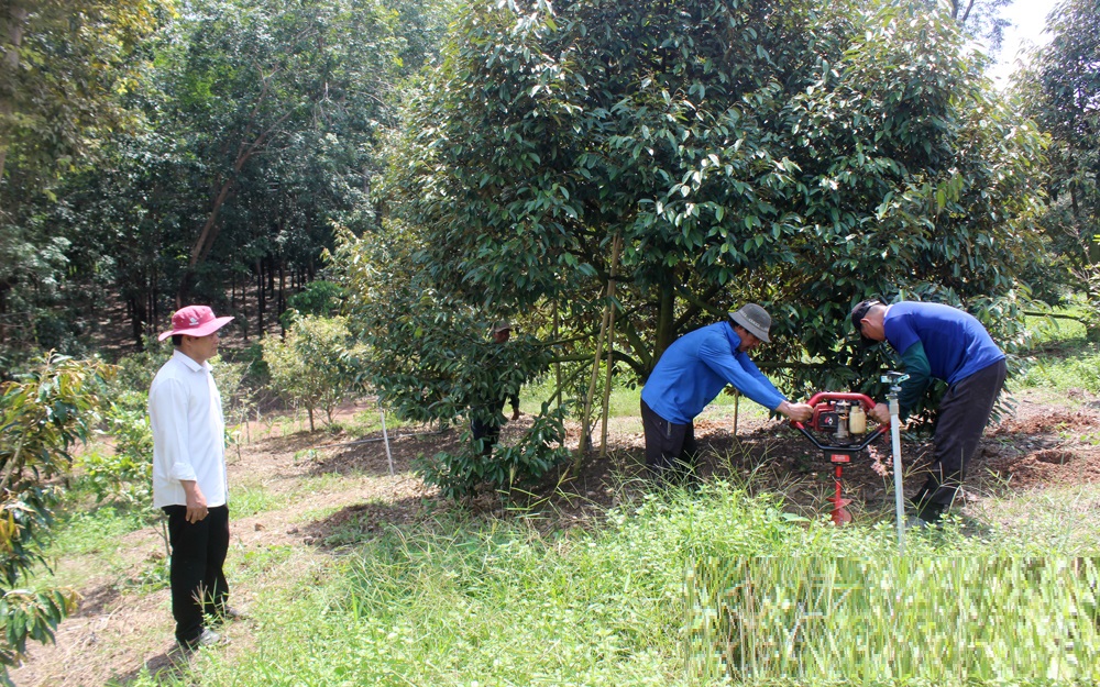 Ông nông dân trồng "loài cây quen thuộc" thu lãi nhẹ nhàng 2 tỷ đồng/năm - Ảnh 4