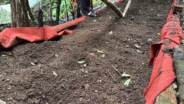 Chủ vườn bàng hoàng khi bị trộm 300 gốc sâm Ngọc Linh trong đêm - Ảnh 3