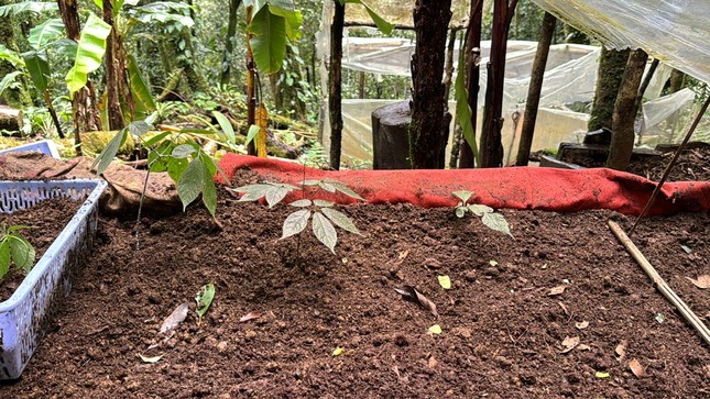 Chủ vườn bàng hoàng khi bị trộm 300 gốc sâm Ngọc Linh trong đêm - Ảnh 4